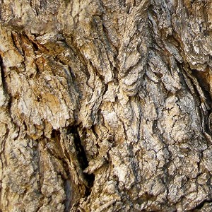 Textures   -  NATURE ELEMENTS - BARK