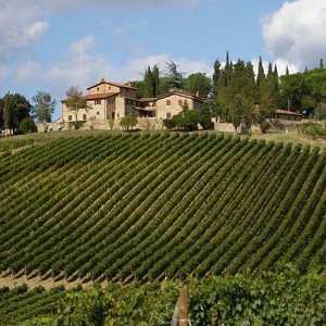 Textures   -   BACKGROUNDS &amp; LANDSCAPES   -  NATURE - Vineyards