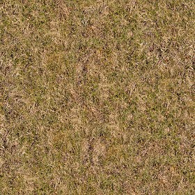 Textures   -   NATURE ELEMENTS   -   VEGETATION   -   Dry grass  - Dry grass texture seamless 12913 (seamless)