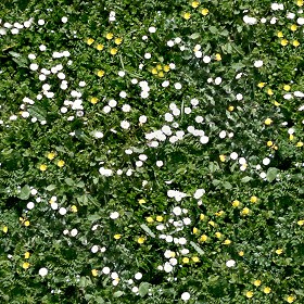 Textures   -   NATURE ELEMENTS   -   VEGETATION   -  Flowery fields - Flowery meadow texture seamless 12938