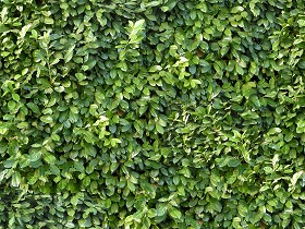 Textures   -   NATURE ELEMENTS   -   VEGETATION   -  Hedges - Green hedge texture seamless 13067
