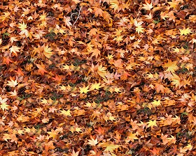 Textures   -   NATURE ELEMENTS   -   VEGETATION   -  Leaves dead - Leaves dead texture seamless 13116