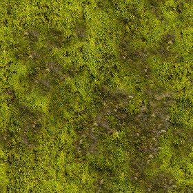 Textures   -   NATURE ELEMENTS   -   VEGETATION   -   Moss  - Moss texture seamless 13152 (seamless)