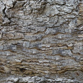 Textures   -   NATURE ELEMENTS   -  BARK - Bark texture seamless 12308