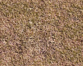 Textures   -   NATURE ELEMENTS   -   VEGETATION   -  Dry grass - Dry grass texture seamless 12914
