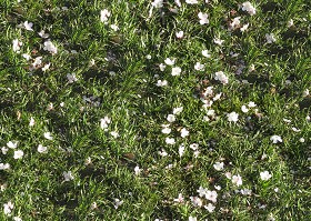 Textures   -   NATURE ELEMENTS   -   VEGETATION   -   Flowery fields  - Flowery meadow texture seamless 12939 (seamless)