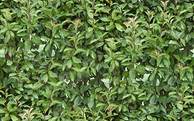 Textures   -   NATURE ELEMENTS   -   VEGETATION   -   Hedges  - Green hedge texture seamless 13068 (seamless)