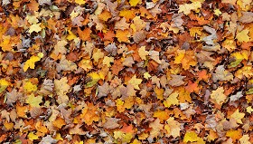 Textures   -   NATURE ELEMENTS   -   VEGETATION   -   Leaves dead  - Leaves dead texture seamless 13117 (seamless)