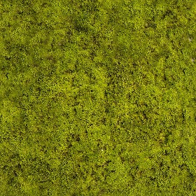 Textures   -   NATURE ELEMENTS   -   VEGETATION   -  Moss - Moss texture seamless 13153