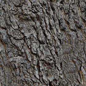 Textures   -   NATURE ELEMENTS   -   BARK  - Bark texture seamless 12309 (seamless)