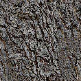 Textures   -   NATURE ELEMENTS   -  BARK - Bark texture seamless 12309