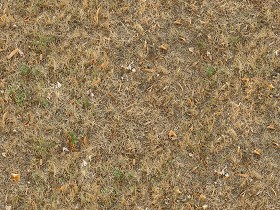 Textures   -   NATURE ELEMENTS   -   VEGETATION   -  Dry grass - Dry grass texture seamless 12915