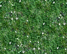 Textures   -   NATURE ELEMENTS   -   VEGETATION   -  Flowery fields - Flowery meadow texture seamless 12940