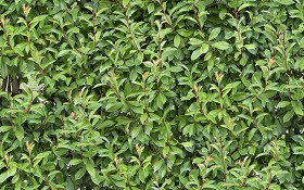 Textures   -   NATURE ELEMENTS   -   VEGETATION   -   Hedges  - Green hedge texture seamless 13069 (seamless)