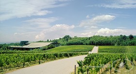 Textures   -   BACKGROUNDS &amp; LANDSCAPES   -   NATURE   -   Vineyards  - Italy franciacorta vineyards background 17725