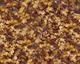 Textures   -   NATURE ELEMENTS   -   VEGETATION   -  Leaves dead - Leaves dead texture seamless 13118