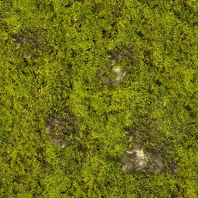 Textures   -   NATURE ELEMENTS   -   VEGETATION   -   Moss  - Moss texture seamless 13154 (seamless)