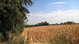 Textures   -   BACKGROUNDS &amp; LANDSCAPES   -   NATURE   -  Countrysides &amp; Hills - Countrysides landscape texture 17497