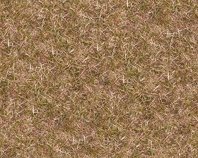 Textures   -   NATURE ELEMENTS   -   VEGETATION   -   Dry grass  - Dry grass texture seamless 12916 (seamless)