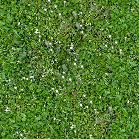Textures   -   NATURE ELEMENTS   -   VEGETATION   -  Flowery fields - Flowery meadow texture seamless 12941