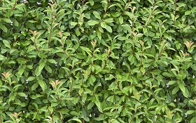 Textures   -   NATURE ELEMENTS   -   VEGETATION   -  Hedges - Green hedge texture seamless 13070