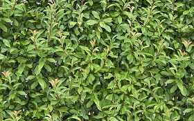 Textures   -   NATURE ELEMENTS   -   VEGETATION   -   Hedges  - Green hedge texture seamless 13070 (seamless)