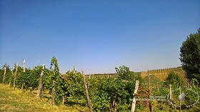 Textures   -   BACKGROUNDS &amp; LANDSCAPES   -   NATURE   -   Vineyards  - Italy vineyards background 17726