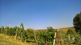 Textures   -   BACKGROUNDS &amp; LANDSCAPES   -   NATURE   -  Vineyards - Italy vineyards background 17726