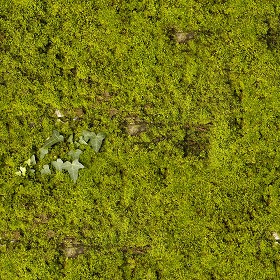 Textures   -   NATURE ELEMENTS   -   VEGETATION   -   Moss  - Moss texture seamless 13155 (seamless)