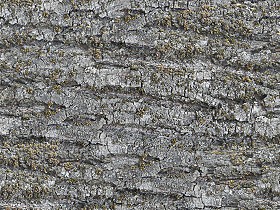 Textures   -   NATURE ELEMENTS   -   BARK  - Bark texture seamless 12311 (seamless)