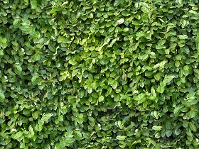 Textures   -   NATURE ELEMENTS   -   VEGETATION   -  Hedges - Green hedge texture seamless 13071