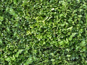 Textures   -   NATURE ELEMENTS   -   VEGETATION   -   Hedges  - Green hedge texture seamless 13071 (seamless)