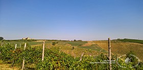 Textures   -   BACKGROUNDS &amp; LANDSCAPES   -   NATURE   -   Vineyards  - Italy vineyards background 17727