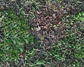 Textures   -   NATURE ELEMENTS   -   VEGETATION   -  Leaves dead - Leaves dead texture seamless 13120