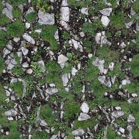 Textures   -   NATURE ELEMENTS   -   VEGETATION   -  Moss - Rock moss texture seamless 13156