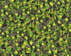 Textures   -   NATURE ELEMENTS   -   VEGETATION   -   Flowery fields  - Flowery meadow texture seamless 12943 (seamless)