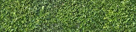 Textures   -   NATURE ELEMENTS   -   VEGETATION   -  Hedges - Green hedge texture seamless 13072