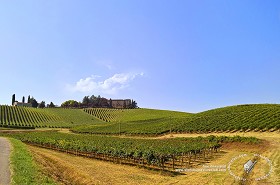 Textures   -   BACKGROUNDS &amp; LANDSCAPES   -   NATURE   -  Vineyards - Italy vineyards background 17728