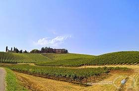 Textures   -   BACKGROUNDS &amp; LANDSCAPES   -   NATURE   -   Vineyards  - Italy vineyards background 17728