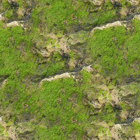 Textures   -   NATURE ELEMENTS   -   VEGETATION   -  Moss - Moss texture seamless 13157