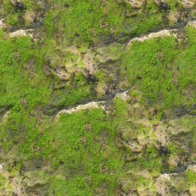 Textures   -   NATURE ELEMENTS   -   VEGETATION   -   Moss  - Moss texture seamless 13157 (seamless)