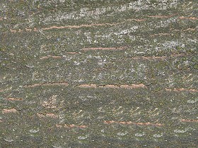 Textures   -   NATURE ELEMENTS   -  BARK - Bark texture seamless 12313