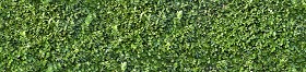 Textures   -   NATURE ELEMENTS   -   VEGETATION   -   Hedges  - Green hedge texture seamless 13073 (seamless)