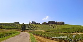 Textures   -   BACKGROUNDS &amp; LANDSCAPES   -   NATURE   -   Vineyards  - Italy vineyards background 17729