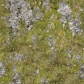 Textures   -   NATURE ELEMENTS   -   VEGETATION   -   Moss  - Moss texture seamless 13158 (seamless)