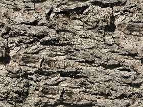 Textures   -   NATURE ELEMENTS   -  BARK - Bark texture seamless 12314