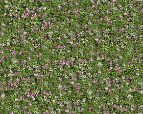 Textures   -   NATURE ELEMENTS   -   VEGETATION   -  Flowery fields - Flowery meadow texture seamless 12945