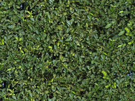 Textures   -   NATURE ELEMENTS   -   VEGETATION   -  Hedges - Green hedge texture seamless 13074