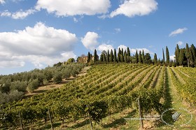 Textures   -   BACKGROUNDS &amp; LANDSCAPES   -   NATURE   -  Vineyards - Italy tuscany vineyards background 17730