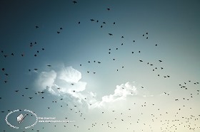 Textures   -   BACKGROUNDS &amp; LANDSCAPES   -  SKY &amp; CLOUDS - Sky with birds background 17785